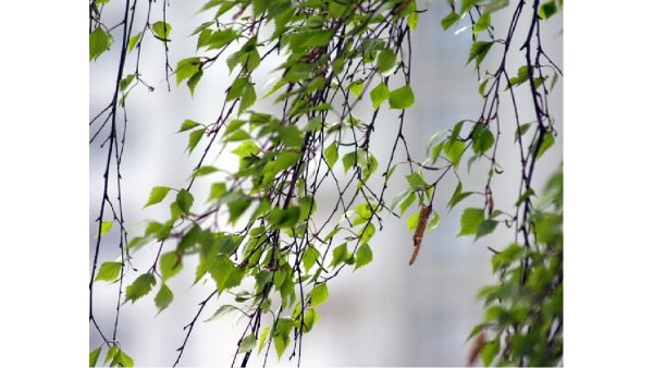 Береза на ветру