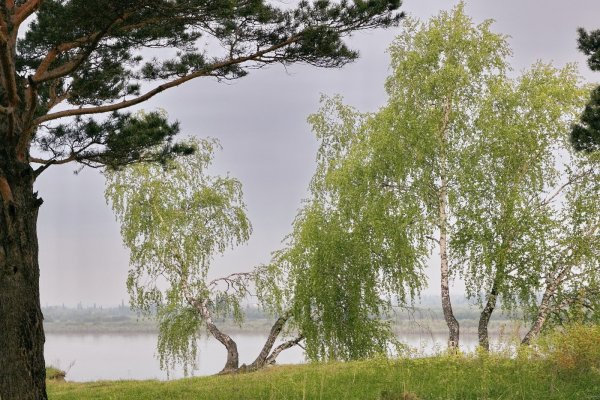 Береза Юнги