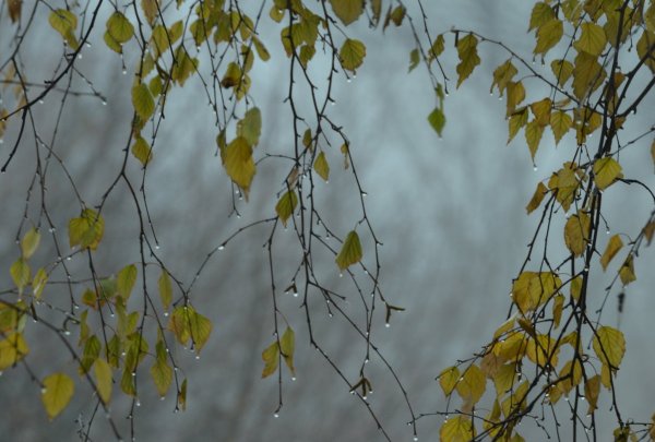 Осень дождь березы
