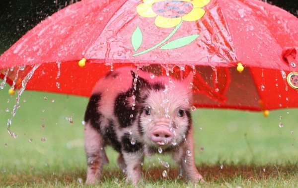 Поросенок под зонтиком
