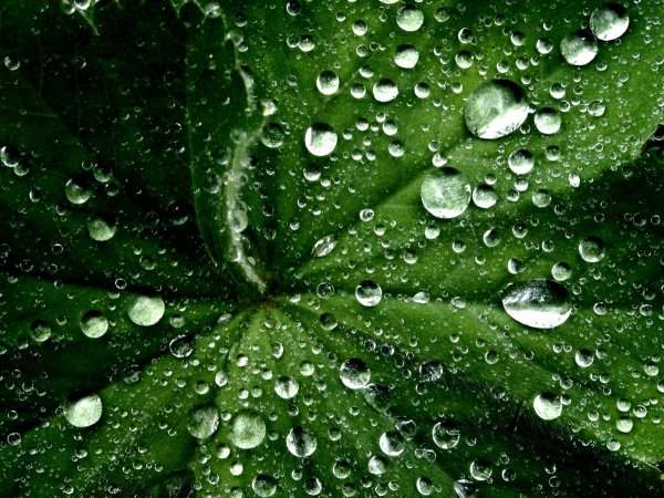 Капли воды на листьях