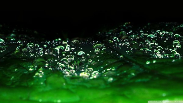 Вода и зелень