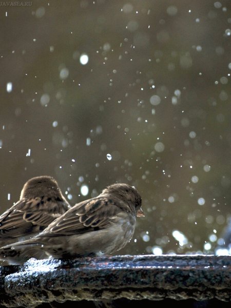 Грустная птичка в снегу