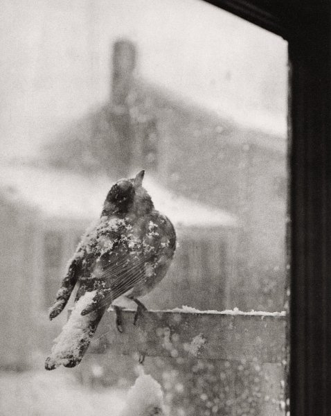 Грустная птица