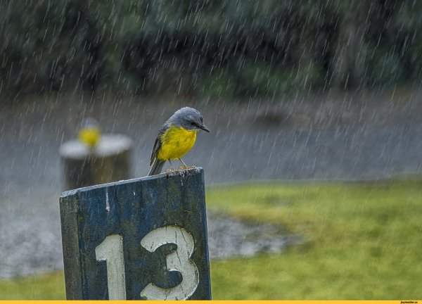 Птичка под дождем