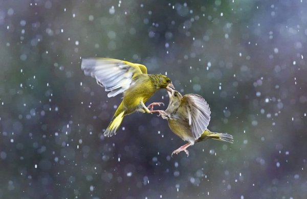 Две птицы под дождем