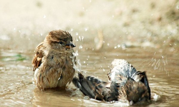 Воробей в луже