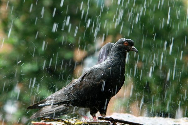 Голубь под дождем