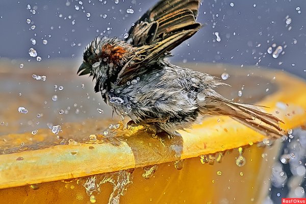 Воробьи купаются