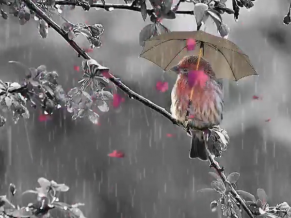 Птичка под зонтиком