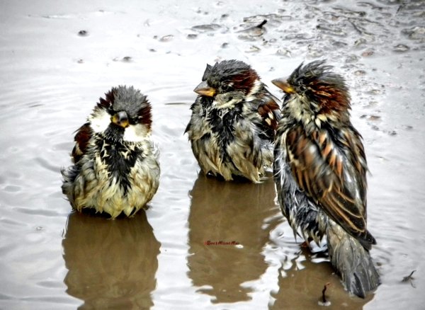 Мокрая птица