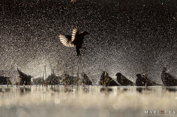 Природа дождь птица