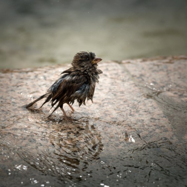 Мокрый Воробушек