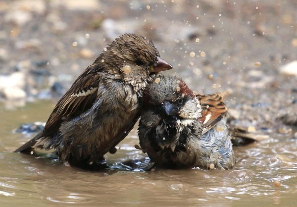 Воробьи купаются