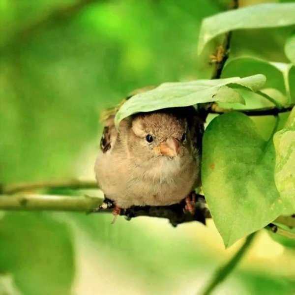 Птичка прячется от дождя