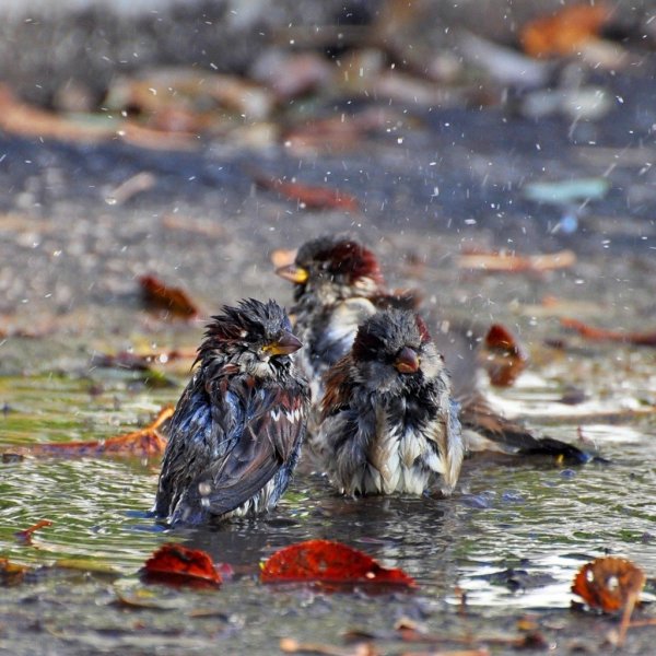 Промокшие под дождем животные и птицы