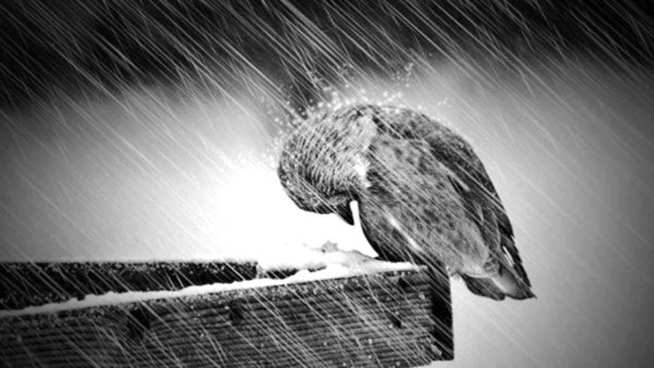 Одинокий Воробей под дождем