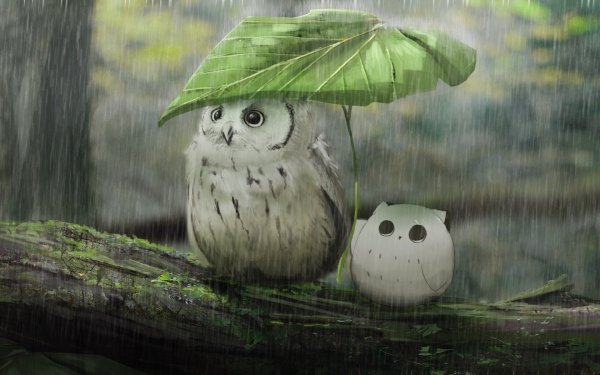 Сова под дождем