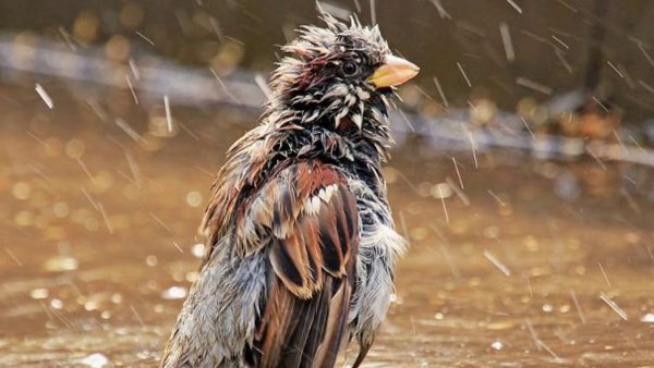 Воробей под дождем