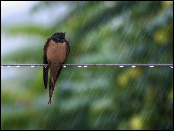 Птичка под дождем