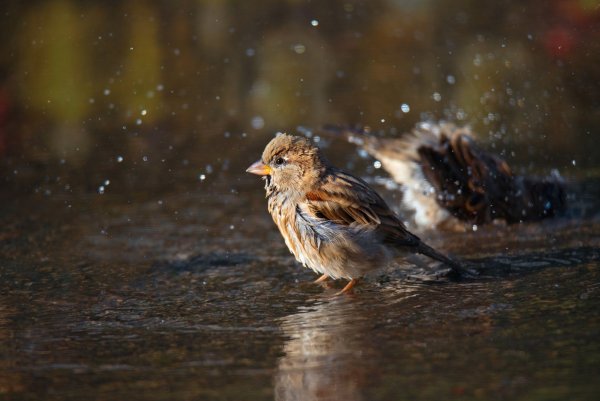 Птица под дождем