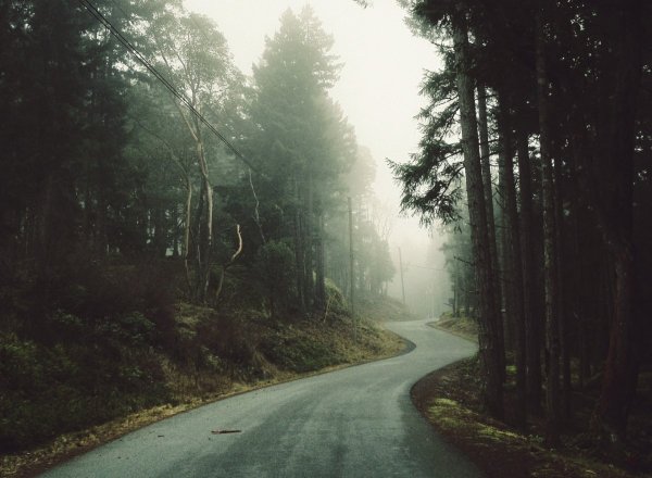 Дорога лес дождь