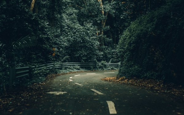 Ливень в лесу