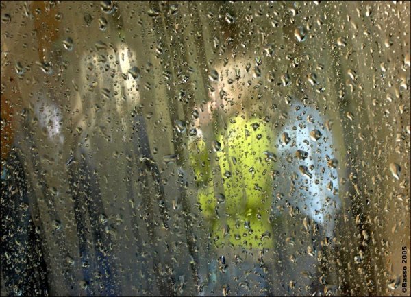 Дерево через дождливое окно