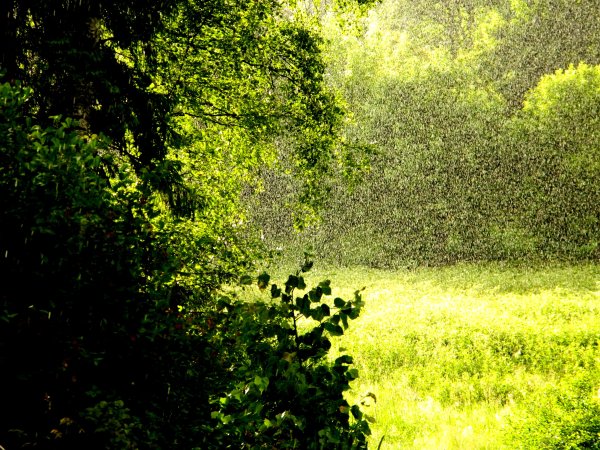 Дождь лето прохлада