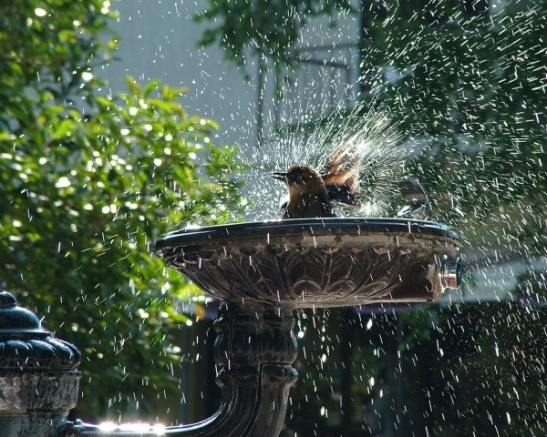 Летний дождь в саду