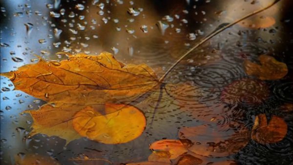 Осень дождь окно