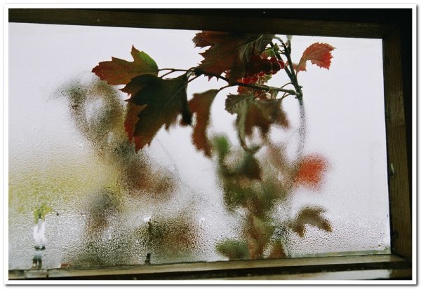 Осень запотевшее окно