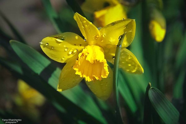 Нарциссы ночью