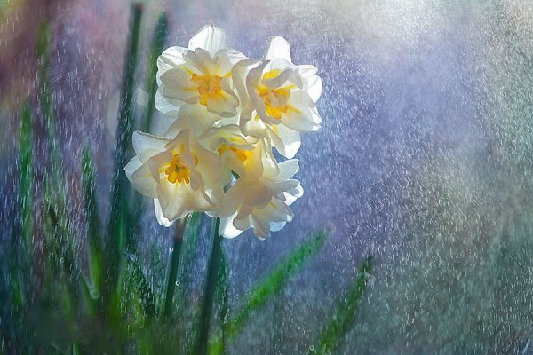 Гиф Нарцисс