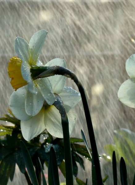 Весенний дождь