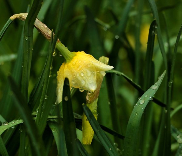 Нарциссы под дождем