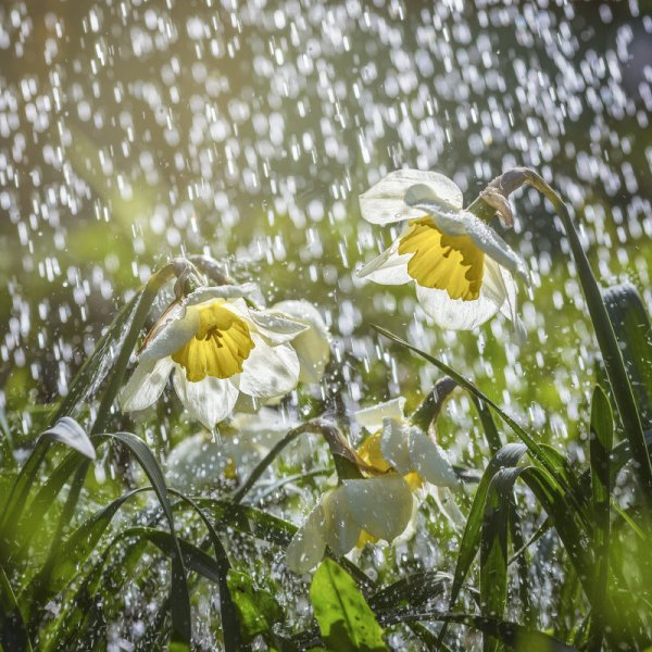 Нарциссы под дождем