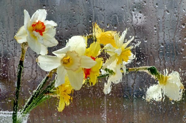 Нарциссы под дождем