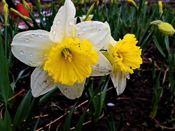 Нарциссы под дождем