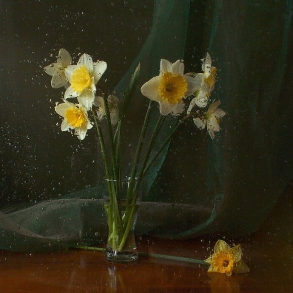 Нарцисс цветок под дождём