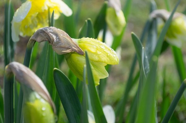 Нарциссы под дождем