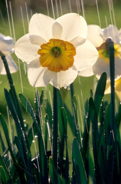 Нарциссы после дождя