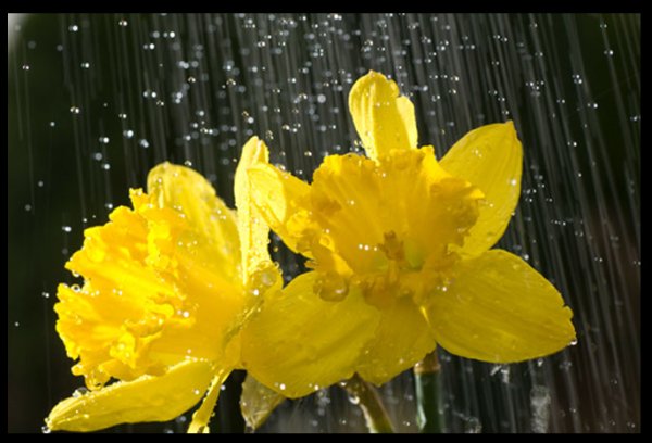 Нарциссы под дождем