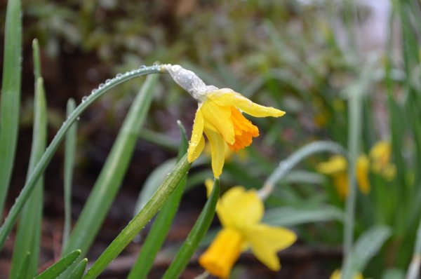 Цветы Нарцисс дождь