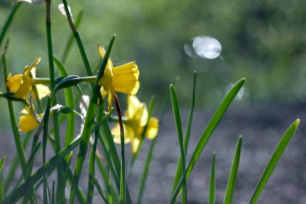 Нарцисс Макросъемка