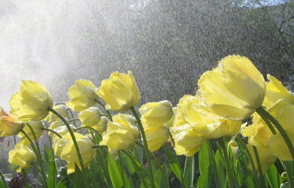 Жёлтые тюльпаны под дождём
