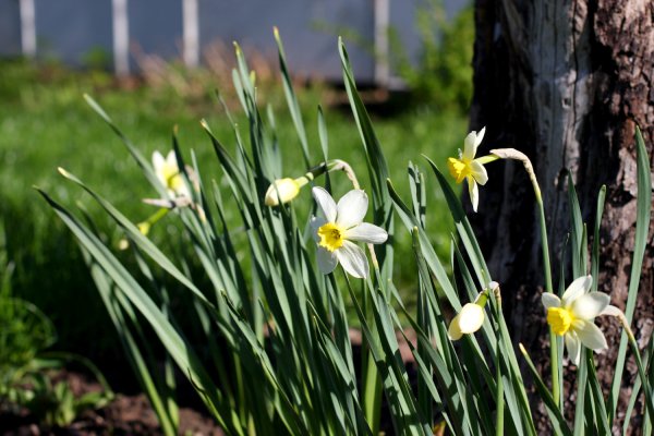 Нарцисс Рембрандт