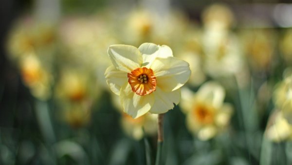 Нарцисс бежевый