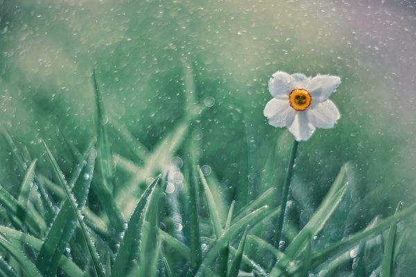 Нарциссы под дождем