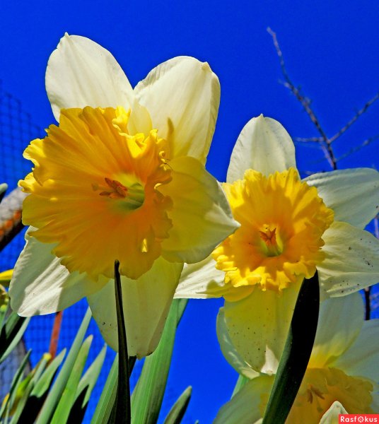 Летний Бриз нарциссы